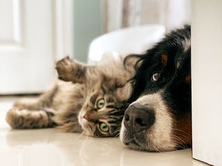 Hund und Katze auf Boden mit Fußbodenheizung