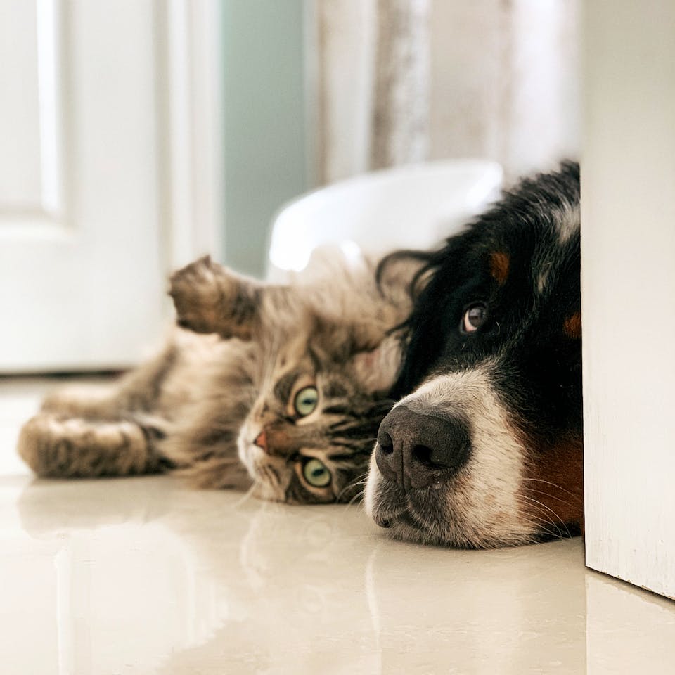 Hund und Katze auf Boden mit Fußbodenheizung
