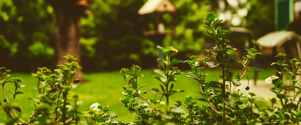 Garten mit Hecke