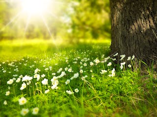 Blumenwiese in Sonne Blumenwiese in Sonne