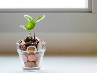 Glas mit Geld und Pflanze