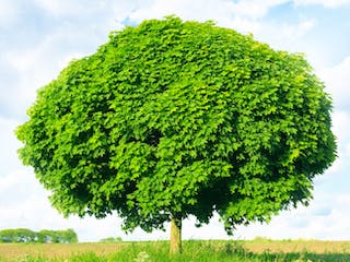 Kugelahorn Baum
