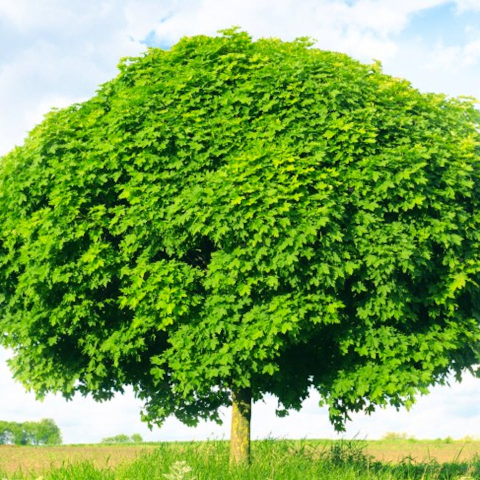 Kugelahorn Baum