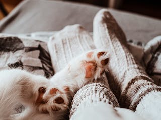 Dicke Socken und Hundepfoten