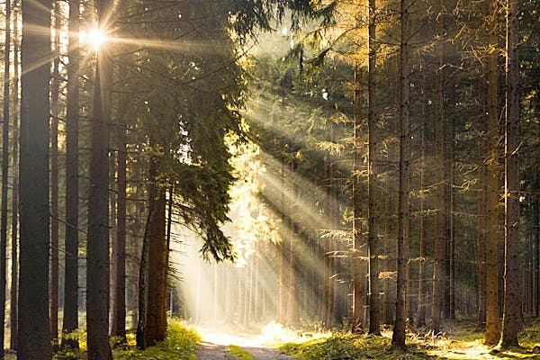 Sonne strahlt in ein Waldgebiet